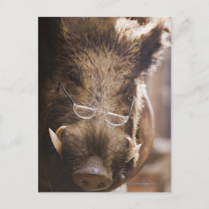 a stuffed wild boar wearing glasses outside a postcard