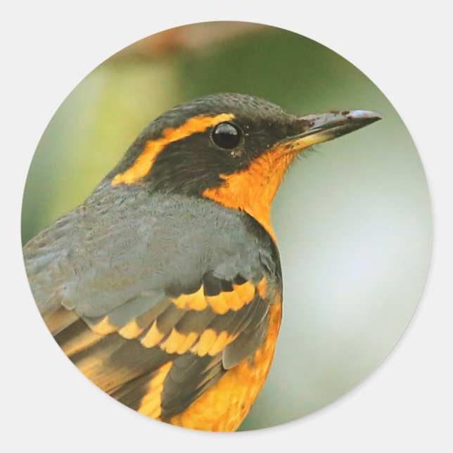 A Stunned But Safe Beautiful Varied Thrush Classic Round Sticker (Front)