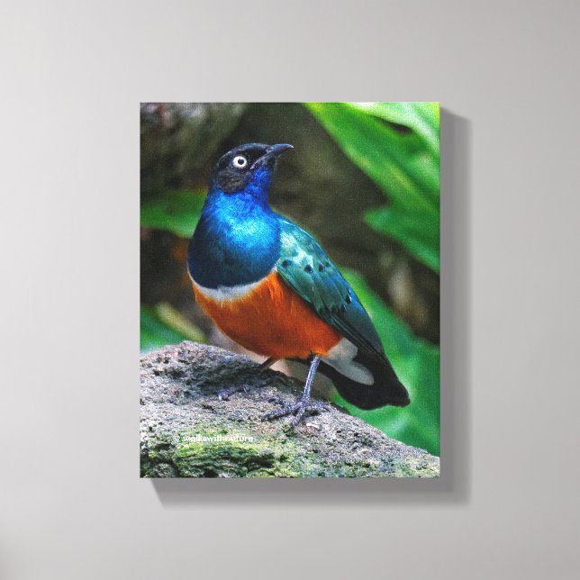 A Stunning African Superb Starling Canvas Print (Front)