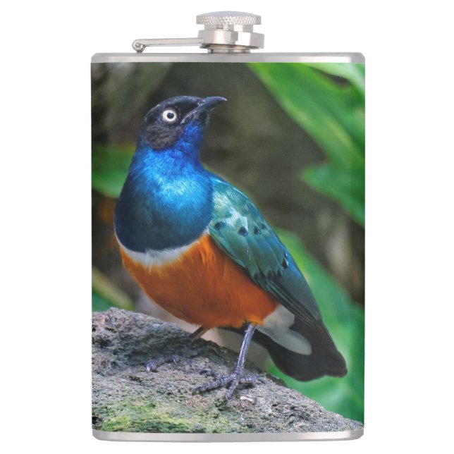 A Stunning African Superb Starling Hip Flask (Front)