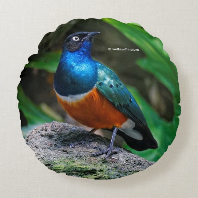 A Stunning African Superb Starling Round Pillow (Front)