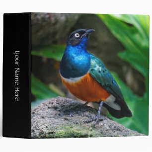 A Stunning African Superb Starling Songbird Binder