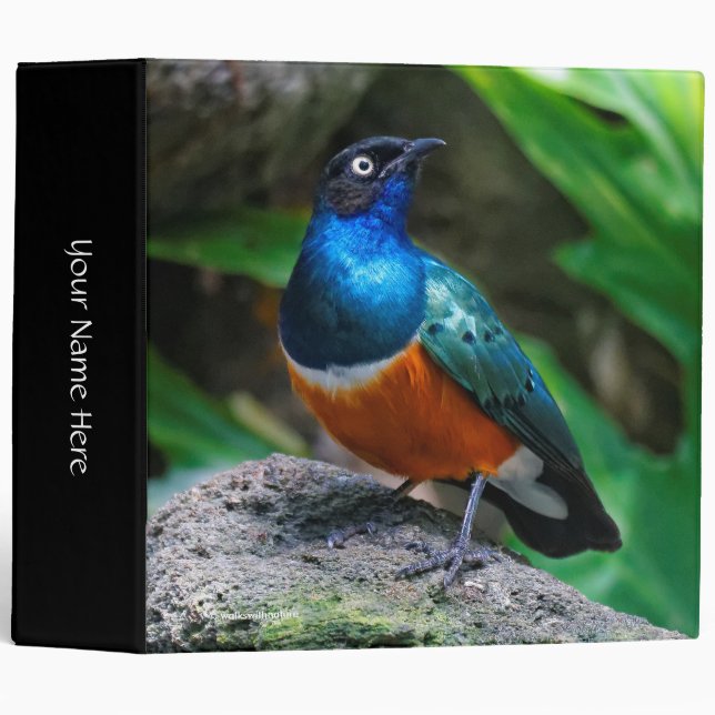 A Stunning African Superb Starling Songbird Binder (Front/Spine)