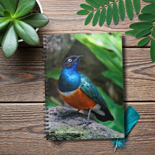 A Stunning African Superb Starling Songbird Notebook