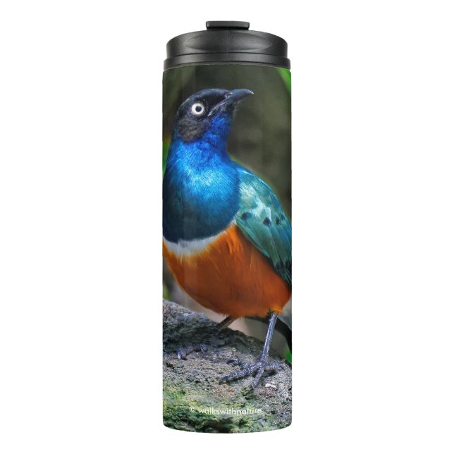 A Stunning African Superb Starling Songbird Thermal Tumbler (Front)