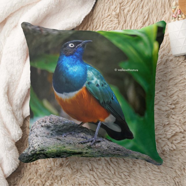 A Stunning African Superb Starling Songbird Throw Pillow (Blanket)