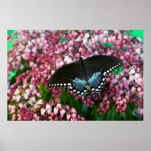 A Sulphur Butterfly   In The Phoebis Family Poster
