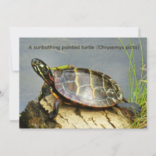 A sunbathing painted turtle