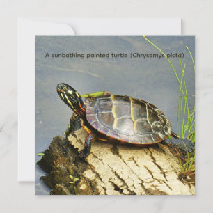 A sunbathing painted turtle