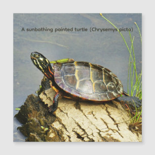 A sunbathing painted turtle