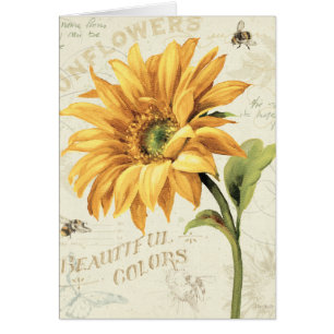 A Sunflower in Full Bloom