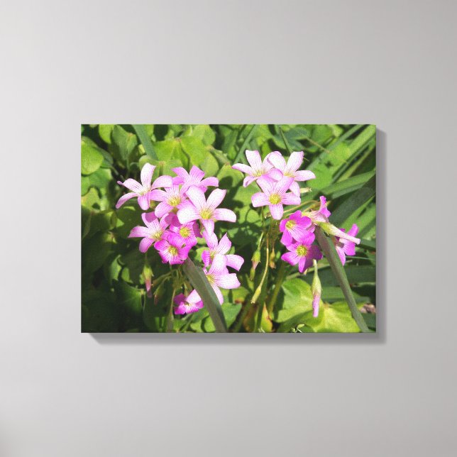 A sunny close up of pink wildflowers canvas print (Front)