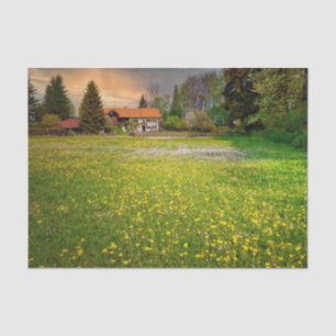 A Sunset Farm With a White and Yellow Flower Field Tissue Paper