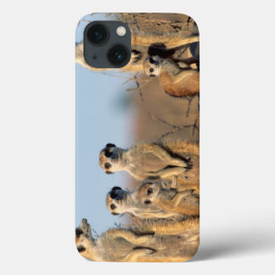A Suricate family sunning themselves at their den iPhone 13 Case