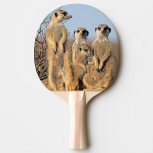 A Suricate family sunning themselves at their den Ping Pong Paddle