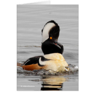 A Surprised Hooded Merganser