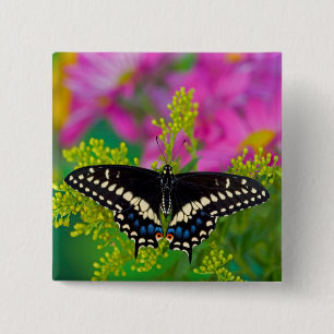 A Swallowtail-Butterfly Landing 2 Inch Square Button