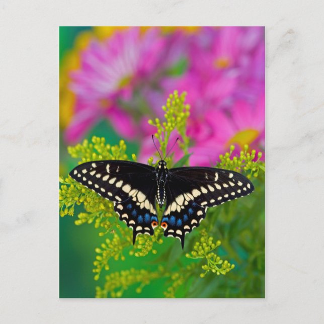 A Swallowtail-Butterfly Landing Postcard (Front)