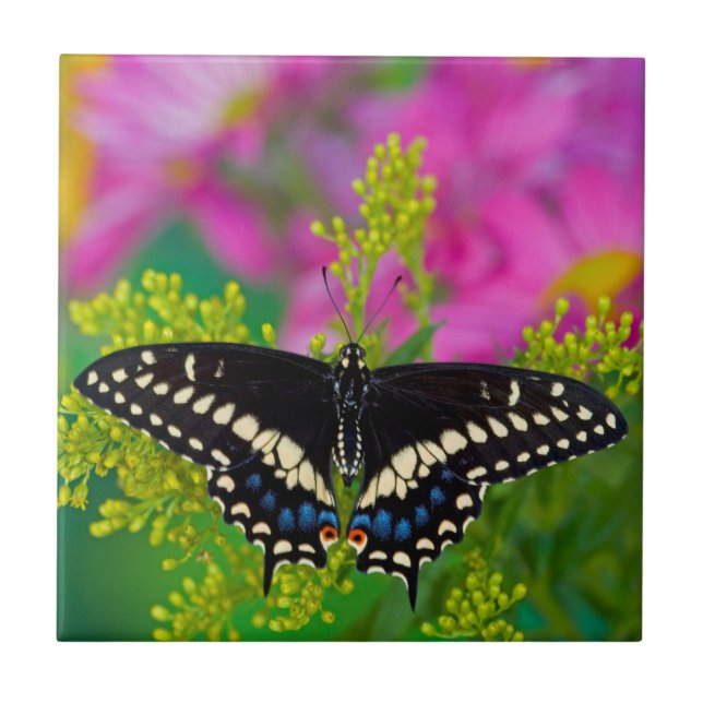 A Swallowtail-Butterfly Landing Tile (Front)