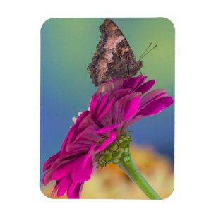 A Swallowtail Butterfly Papilio Multicaudatus Magnet