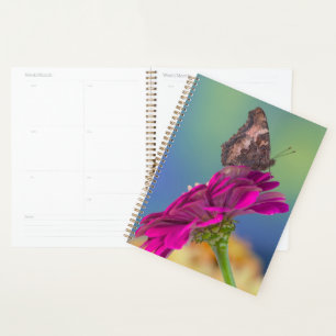 A Swallowtail Butterfly   Papilio Multicaudatus Planner