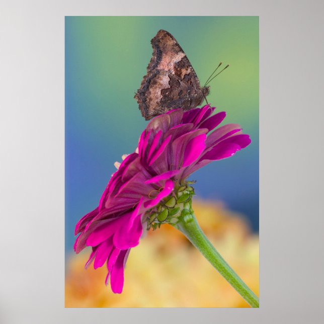 A Swallowtail Butterfly | Papilio Multicaudatus Poster (Front)