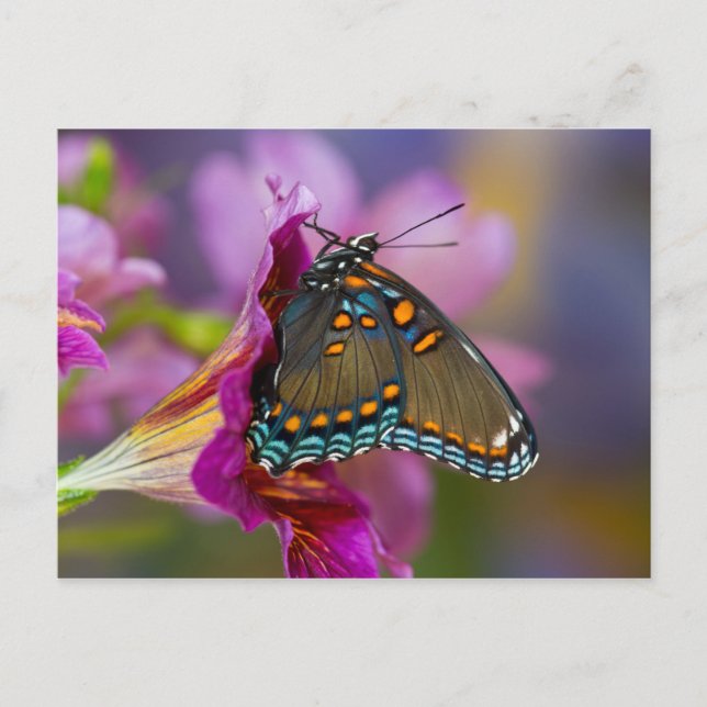 A Swallowtail Butterfly Postcard (Front)