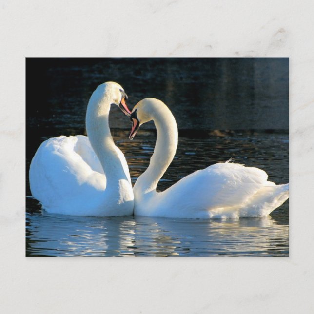 A Swan Heart Kiss, Reflections of Love Postcard (Front)