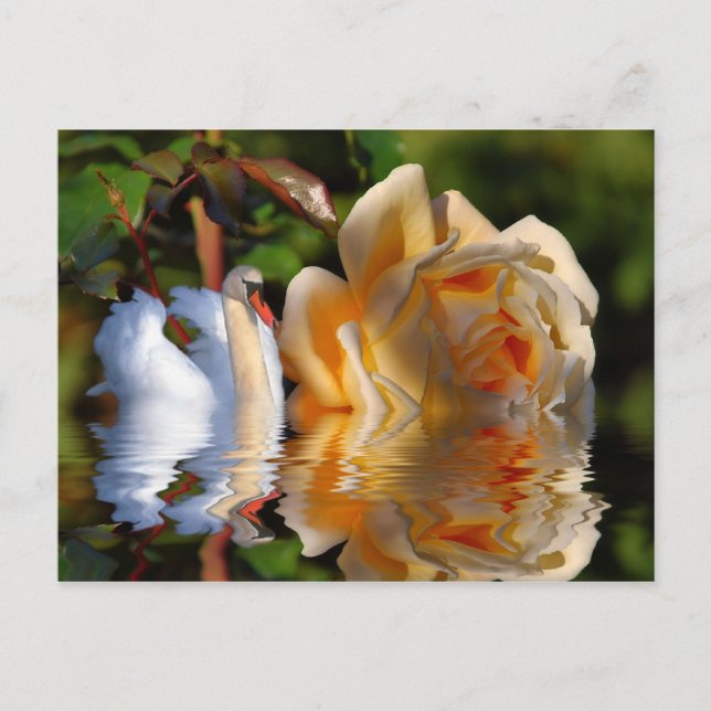 A Swans Rose Postcard (Front)