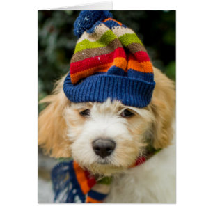 A Sweet Cavachon Puppy In A Winter Hat And Scarf