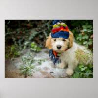 A Sweet Cavachon Puppy In A Winter Hat And Scarf