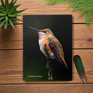 A Sweet Rufous Hummingbird Poses on the Fruit Tree Notebook