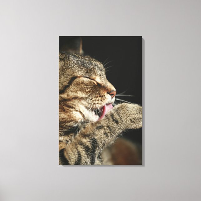 A tabby cat licking his paw. canvas print (Front)