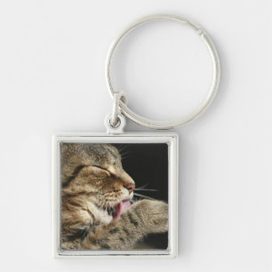 A tabby cat licking his paw. keychain