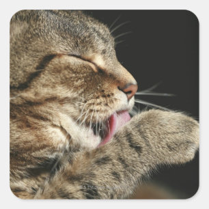 A tabby cat licking his paw. square sticker