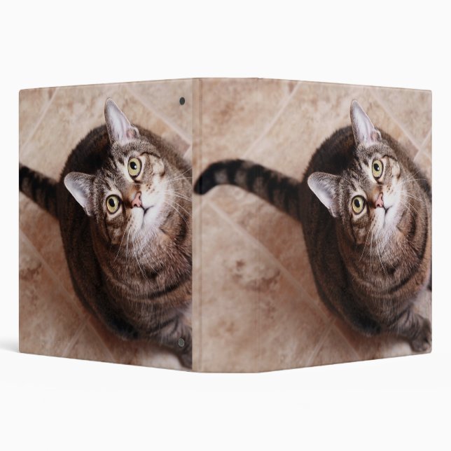 A tabby cat looking up binder (Background)