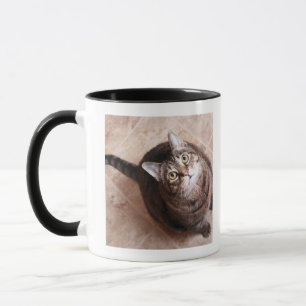 A tabby cat looking up mug