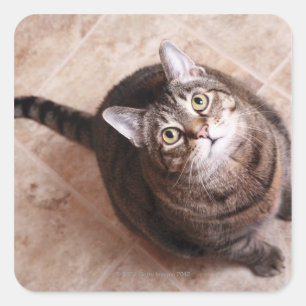 A tabby cat looking up square sticker