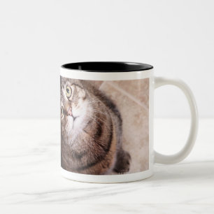 A tabby cat looking up Two-Tone coffee mug