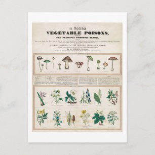 A Table of Vegetable Poisons Vintage Poster Postcard