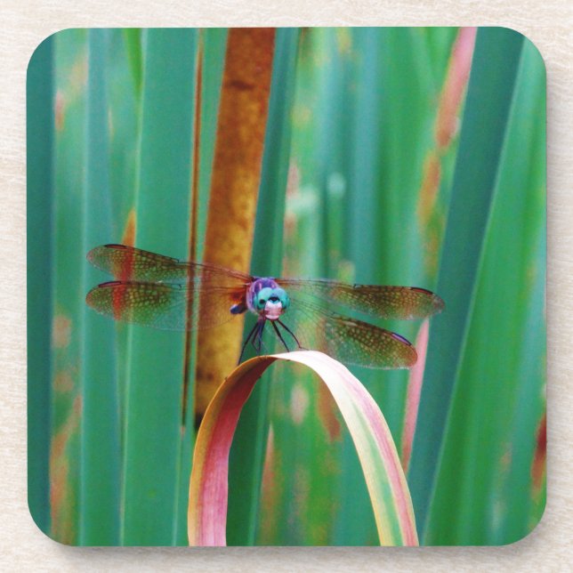 A teal Eyed Dragonfly with cattails Coaster (Front)