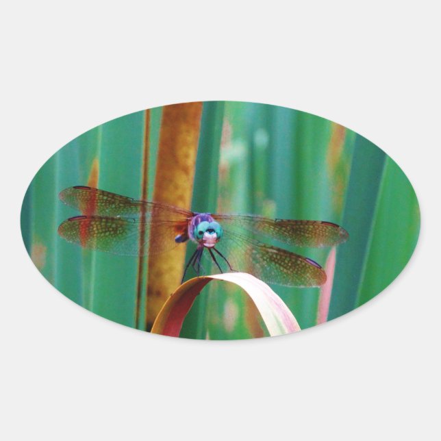 A teal Eyed Dragonfly with cattails Oval Sticker (Front)