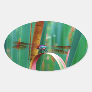 A teal Eyed Dragonfly with cattails Oval Sticker
