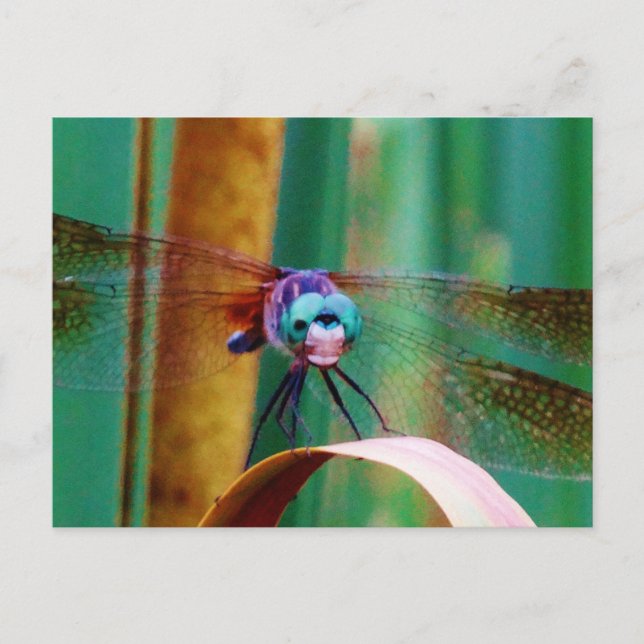 A teal Eyed Dragonfly with cattails Postcard (Front)