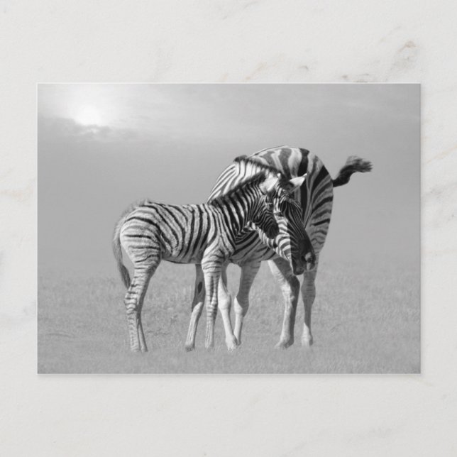 A tender moment between mom and baby postcard (Front)