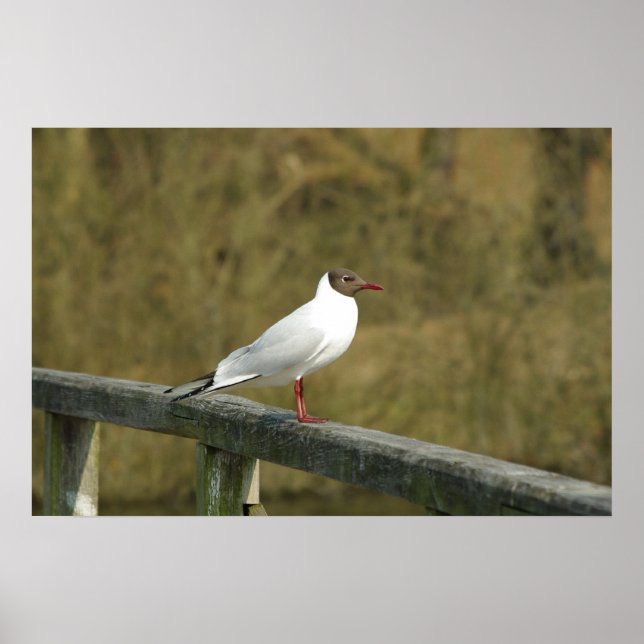 A Tern Poster (Front)