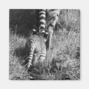 A tiger with her two cubs at Whipsnade Zoo. Magnet