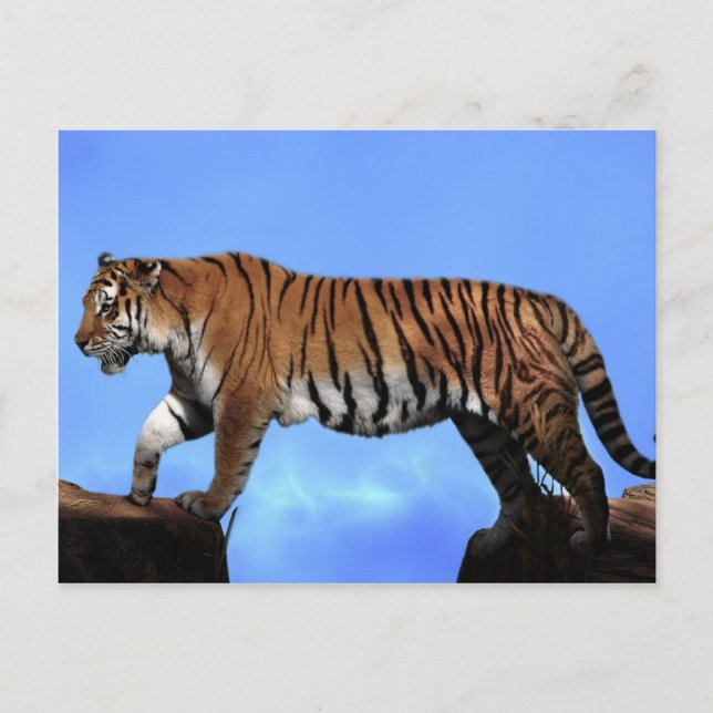 A tigers success postcard (Front)