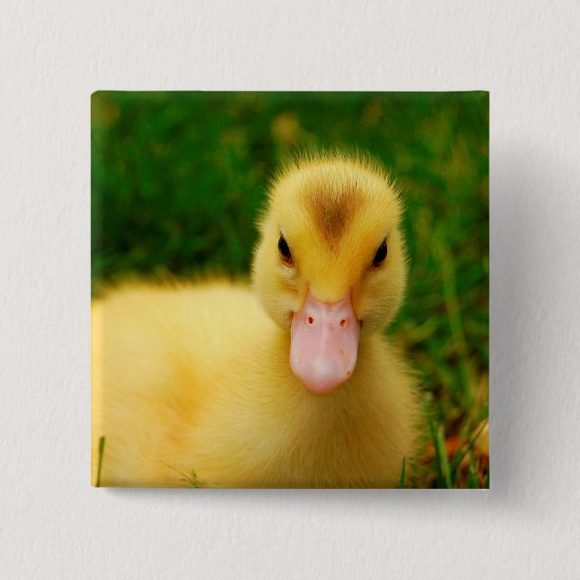 A Tiny Duckling 2 Inch Square Button (Front)