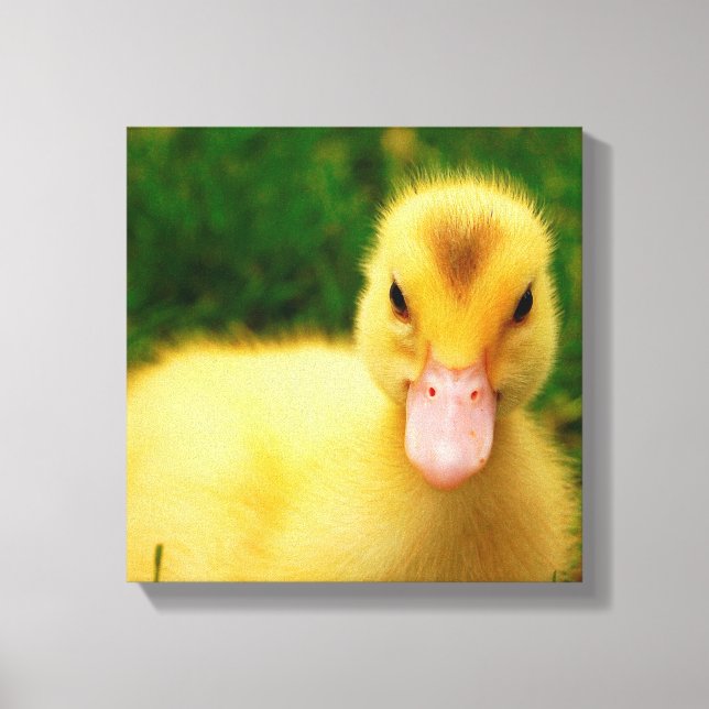 A Tiny Duckling Canvas Print (Front)